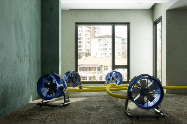 Best Basement water damage restoration  in Ridgway, CO